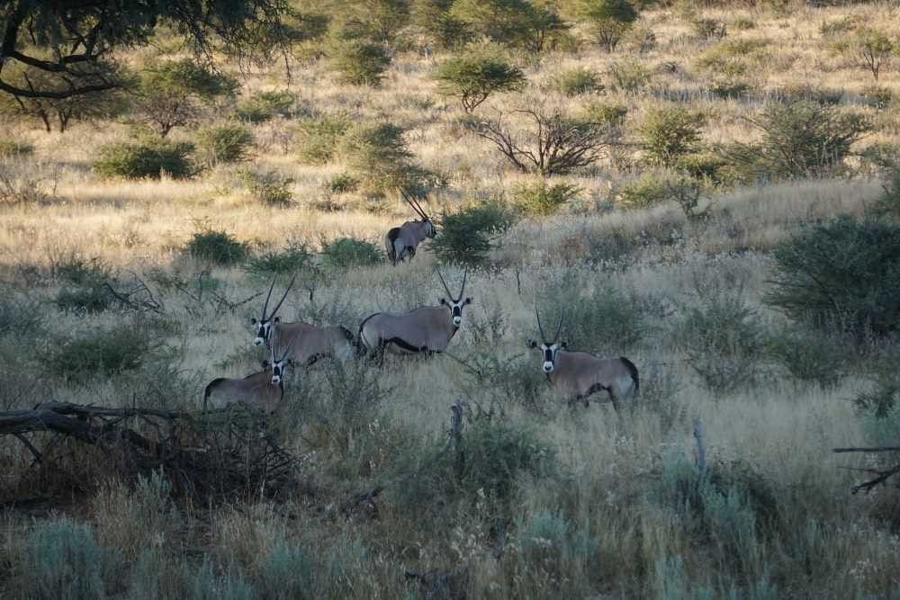 Sichtung einer Oryx-Antilope auf der Gästefarm Düsternbrook