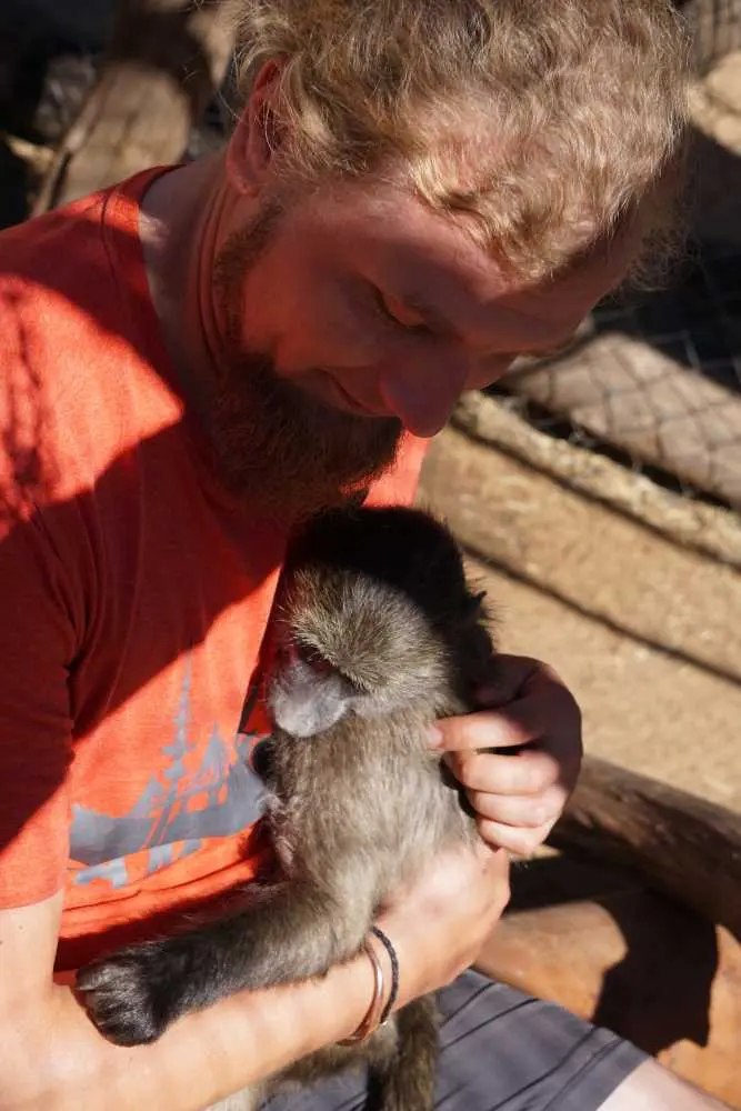 A rescued baby baboon needs some affection