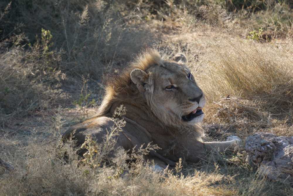 lion relaxing in the grass at Harnas Wildlife Foundation