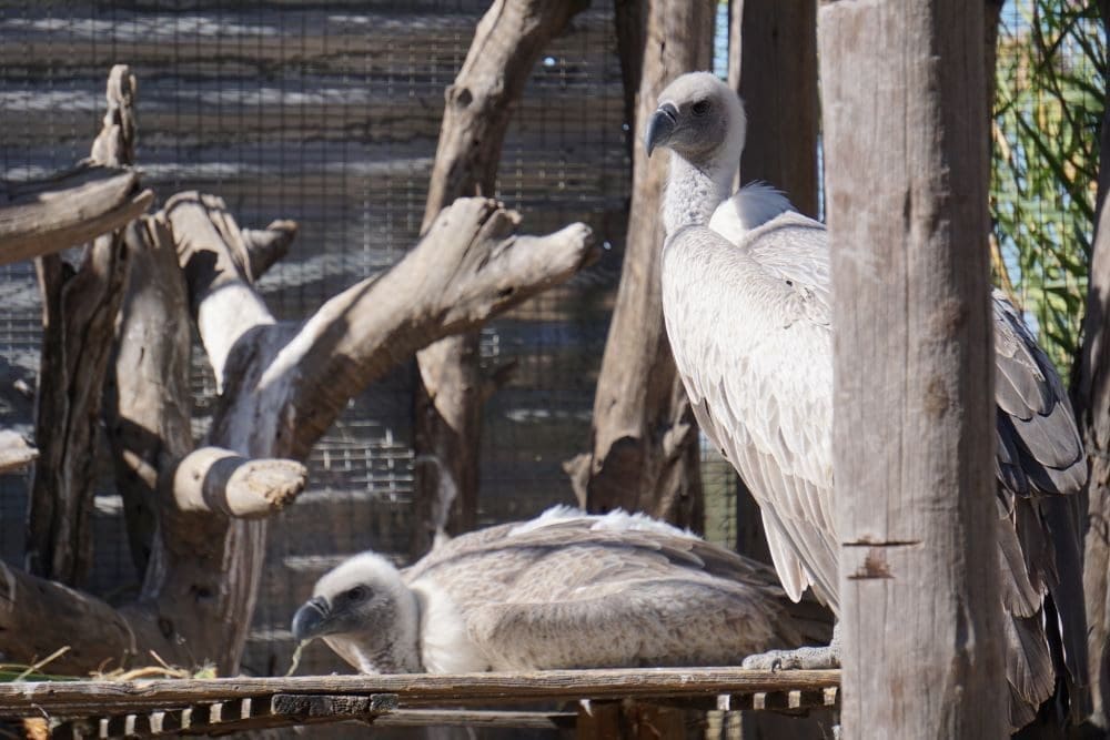 Vultures preparing for nesting at Harnas Wildlife Foundation
